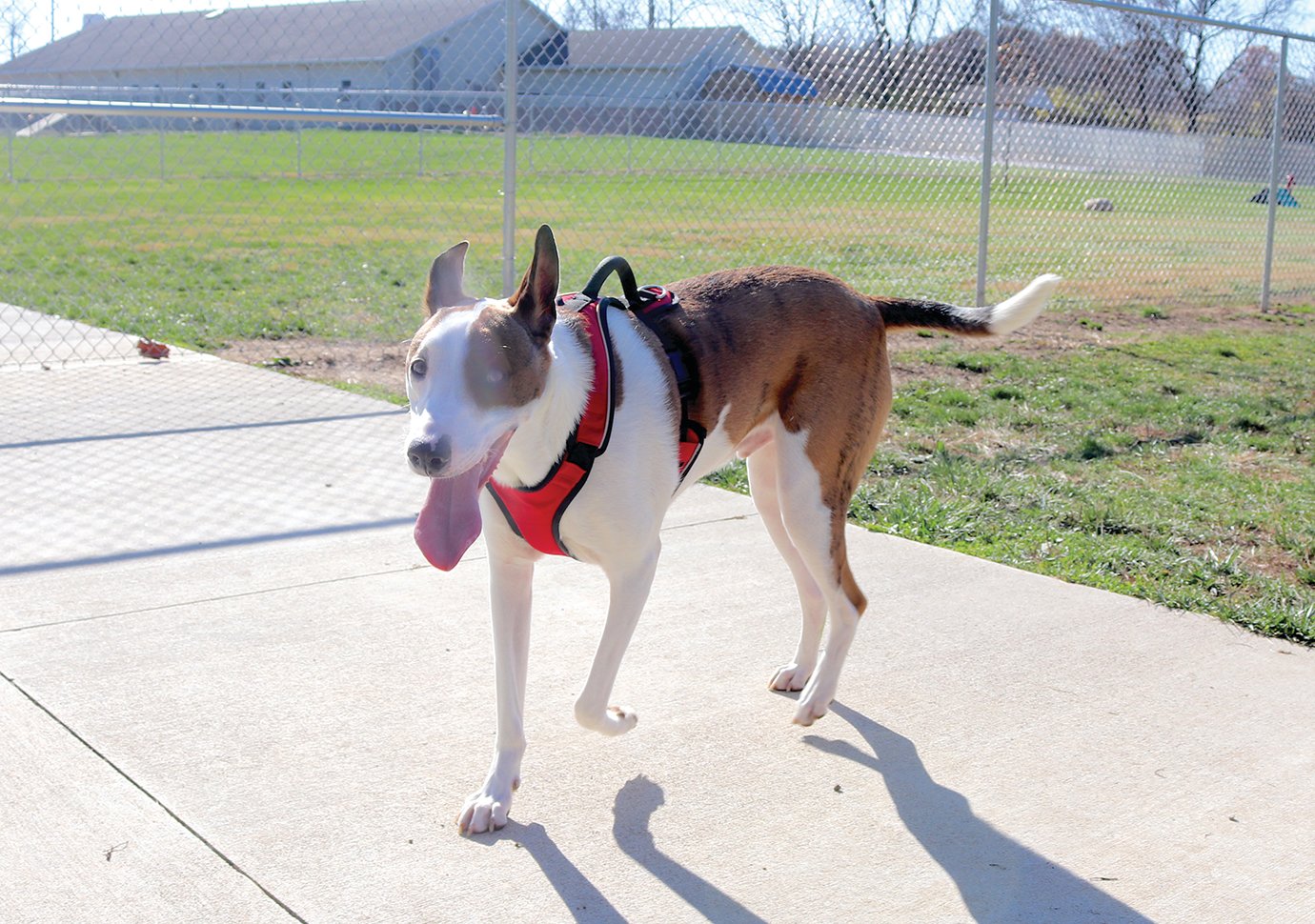 Four-year-old Rosie, named "Rosie Red" after the Cincinnati Reds baseball team, enjoys some free time Friday at the Crawfordsville Dog Park located at the Animal Welfare League.
